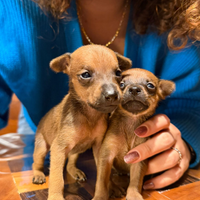 Cucciolo di Pinscher nano