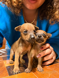 Cucciolo di Pinscher nano