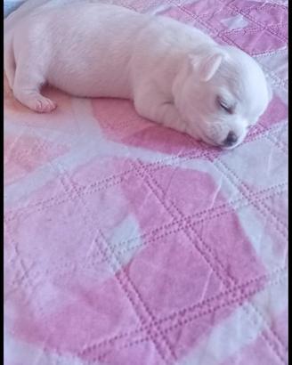 Chihuahua