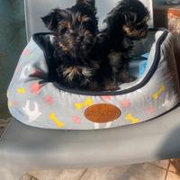 Femmine dí Yorkshire