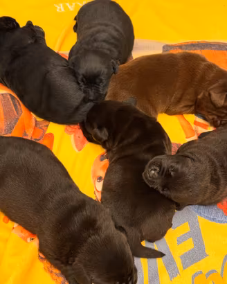 Labrador
