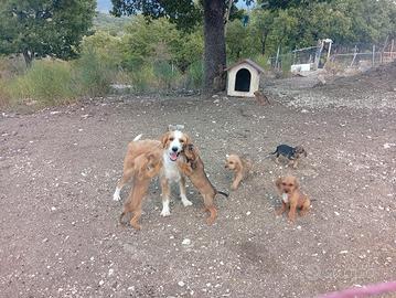 segugio dell' Appennino 
