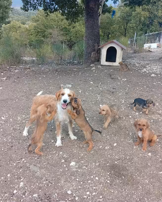 segugio dell' Appennino 