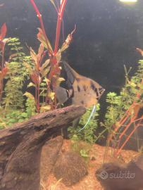 Pesce Scalare adulto