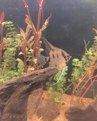 Pesce Scalare adulto