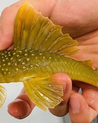 Hemiancistrus l200