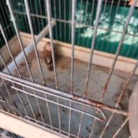 Canarini, bengalini, testa, nera, maggiorati