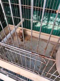 Canarini, bengalini, testa, nera, maggiorati