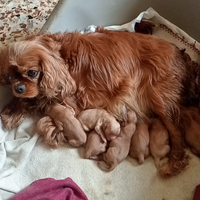 Cucciolata di cavalier king