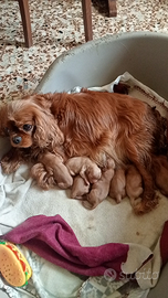 Cucciolata di cavalier king