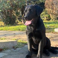 Labrador Retriever