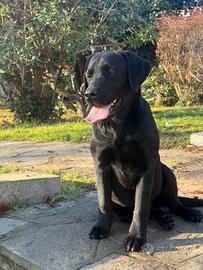 Labrador Retriever
