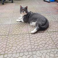 Scottish fold straight