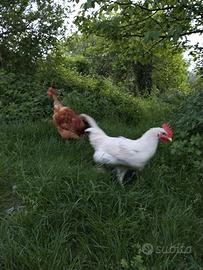 Gallo ibrido livornese