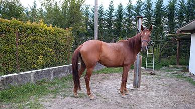  Cavalla