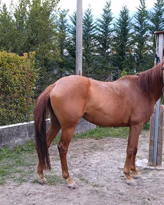  Cavalla
