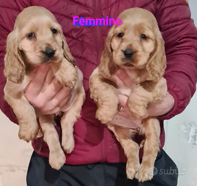 Cuccioli cocker spaniel