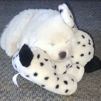 Cuccioli di Pastore Maremmano Abruzzese