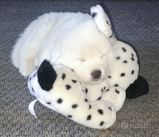 Cuccioli di Pastore Maremmano Abruzzese