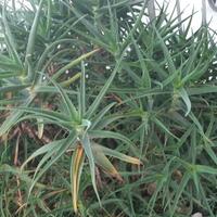 Piantine di Aloe Striatula