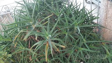 Piantine di Aloe Striatula