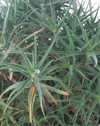 Piantine di Aloe Striatula