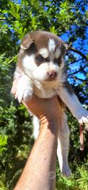 Siberian Husky