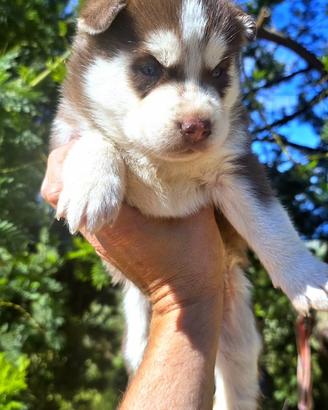 Siberian Husky