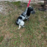 Cocker Spaniel Blu Roano (maschietto)