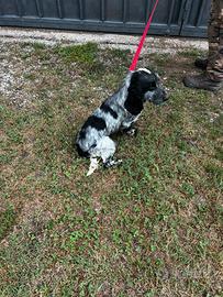 Cocker Spaniel Blu Roano (maschietto)