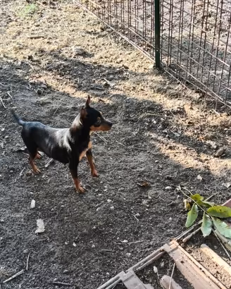Pincher