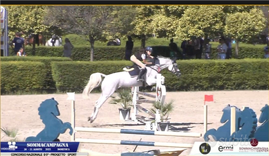 Cavalla salto ostacoli