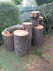 ceppi grandi di cedro 