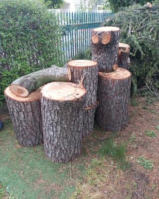 ceppi grandi di cedro 