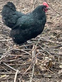 Australorp