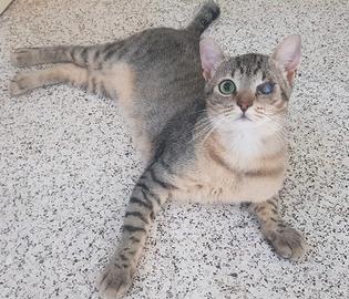 FIORELLO, dolce micetto di 6/7 mesi