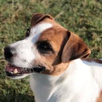 Femmina jack russell