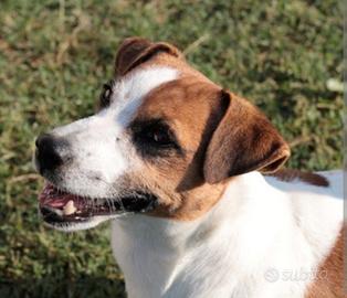 Femmina jack russell