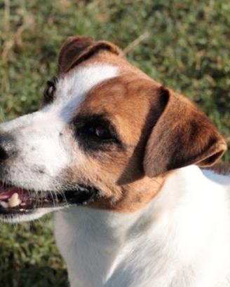 Femmina jack russell