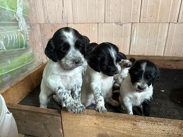 Cuccioli setter inglese