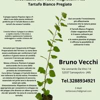 Piantine in vaso Tartufo Bianco