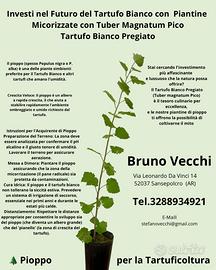 Piantine in vaso Tartufo Bianco