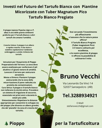 Piantine in vaso Tartufo Bianco
