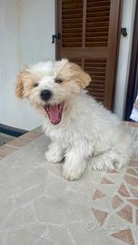 Maltipoo per accoppiamento