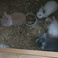 Conigli nani ariete testa di leone