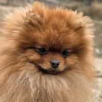Pomerania maschi e femmine - prenotabili