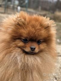 Pomerania maschi e femmine - prenotabili