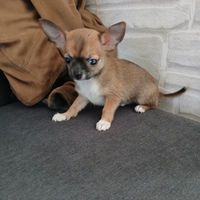 Chihuahua mini toy