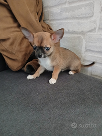 Chihuahua mini toy