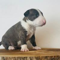Bull terrier miniature
